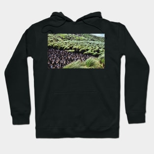 Royal Penguin Colony on Macquarie Island Hoodie